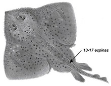 Amblyraja radiata_01.jpg